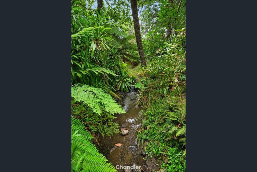 Paddys Creek Retreat Villa Upwey Kültér fotó